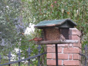 sharing at the feeder Sat. morning