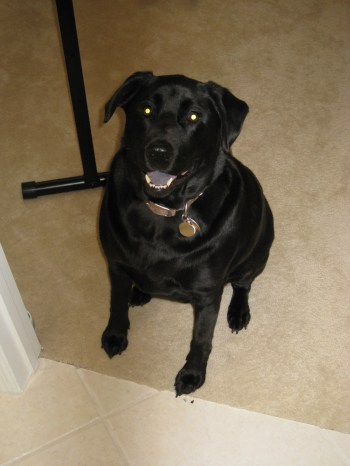 imported-photos-00001 our first granddog - Rebel, the black lab